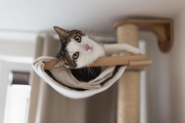 Chat heureux allongé dans un hamac sur un griffoir sous le plafond