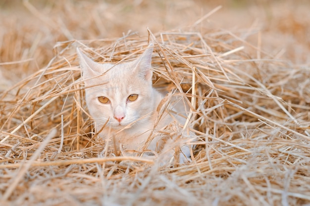 Chat heureux couché sur les feuilles