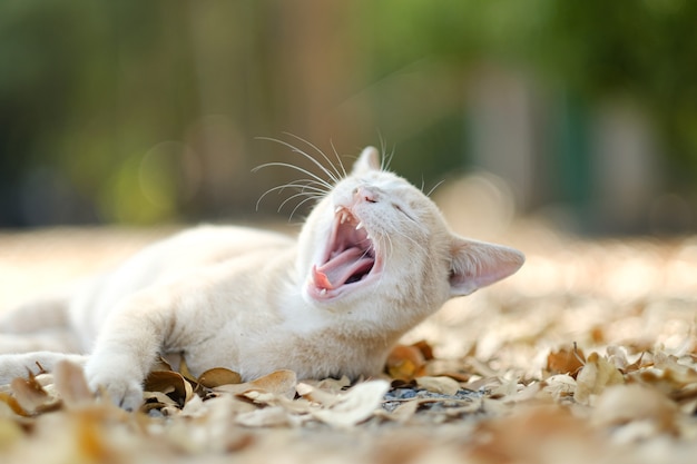 Chat heureux couché sur les feuilles