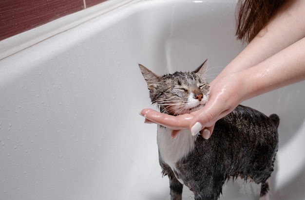 chat heureux se lave dans la salle de bain