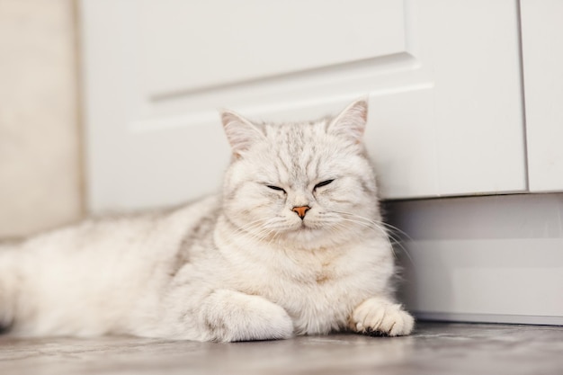 Chat heureux se repose British Scottish fold chat chat est couché animal de compagnie repose dans la chambre