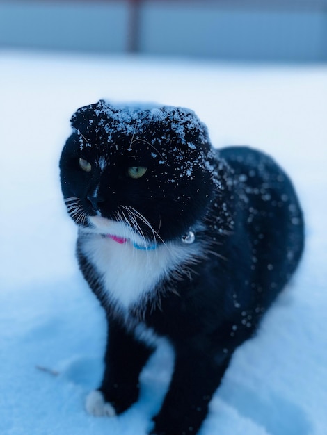 Photo le chat d'hiver