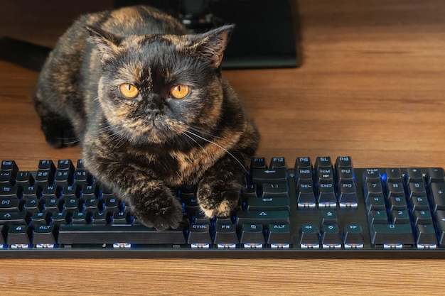 chat impudent est assis sur un clavier noir posé sur une table en bois