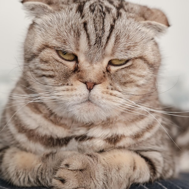 Chat insatisfait Scottish Fold avec un mauvais regard