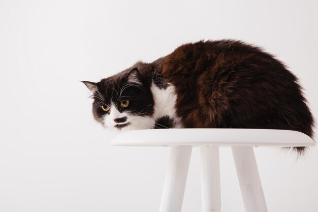 Chat isolé sur fond blanc