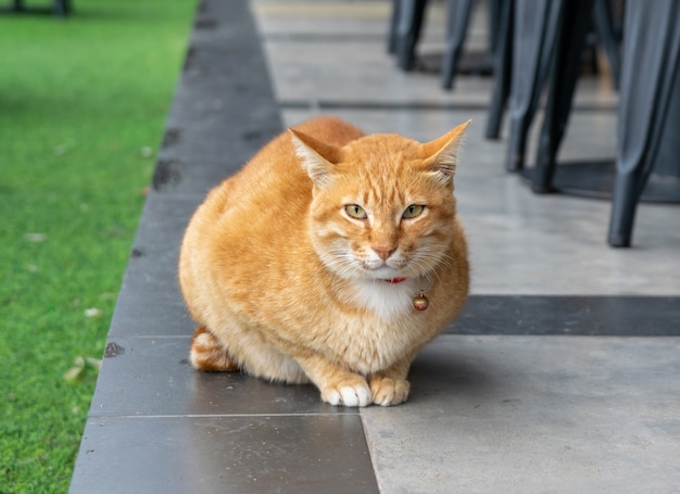 Un chat jaune animal le gras