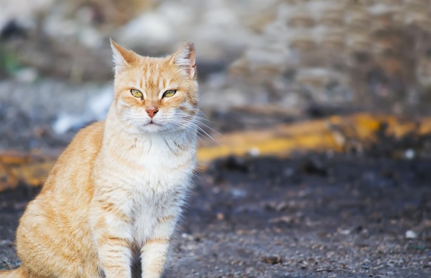 Chat jaune et blanc dans le parc