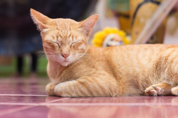 Chat jaune pendant les moments de détente