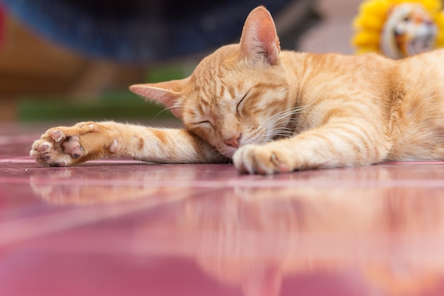 Chat jaune pendant le temps de détente