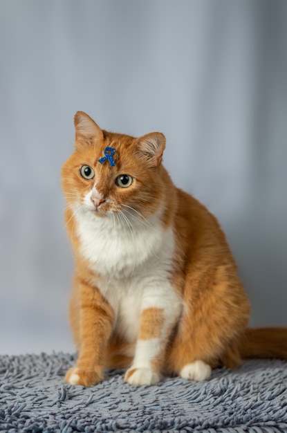 Chat jaune avec symbole sur le front faisant référence à la campagne de novembre bleu.