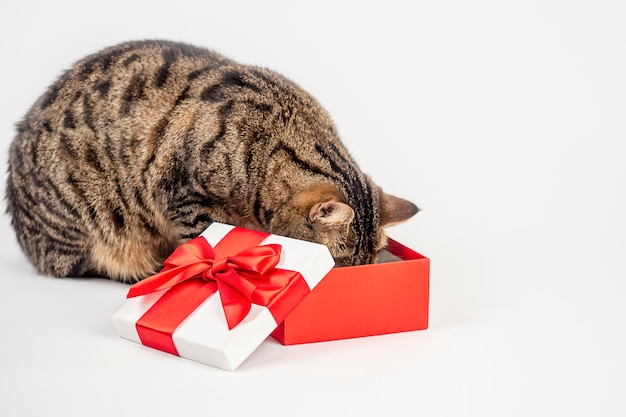Un chat jette un coup d'œil dans une boîte-cadeau à la recherche de son cadeau Bannière avec place pour le texte