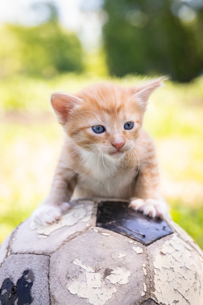 Chat jouant au ballon