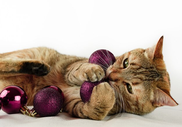 Chat jouant avec des boules de Noël marron