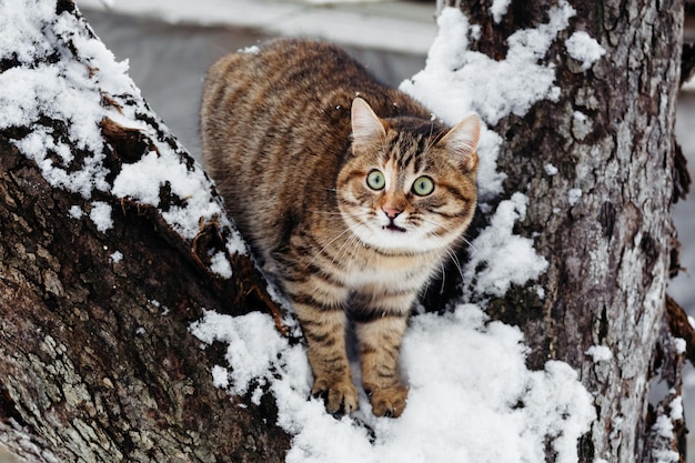 Chat jouant dans la neige en hiver