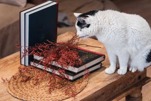 Chat jouant avec des fleurs