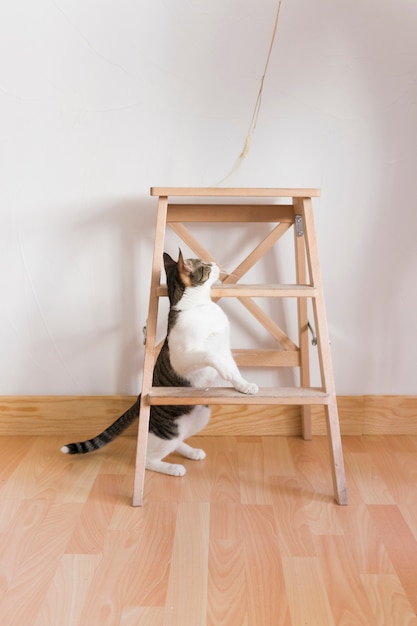 Chat jouant avec de la paille