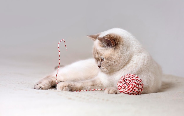 chat jouant avec une pelote de fil en gros plan