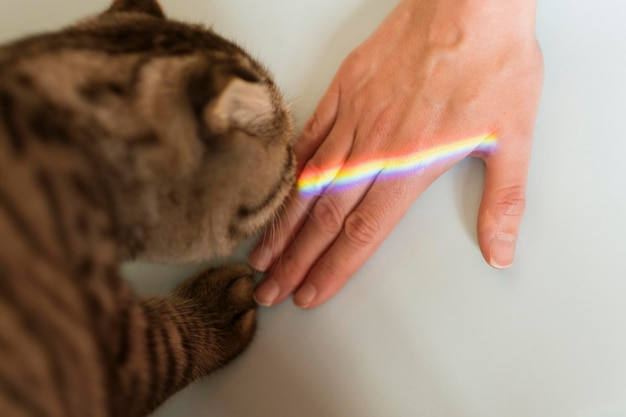 Le chat joue avec l'arc-en-ciel sur la paume de la fille