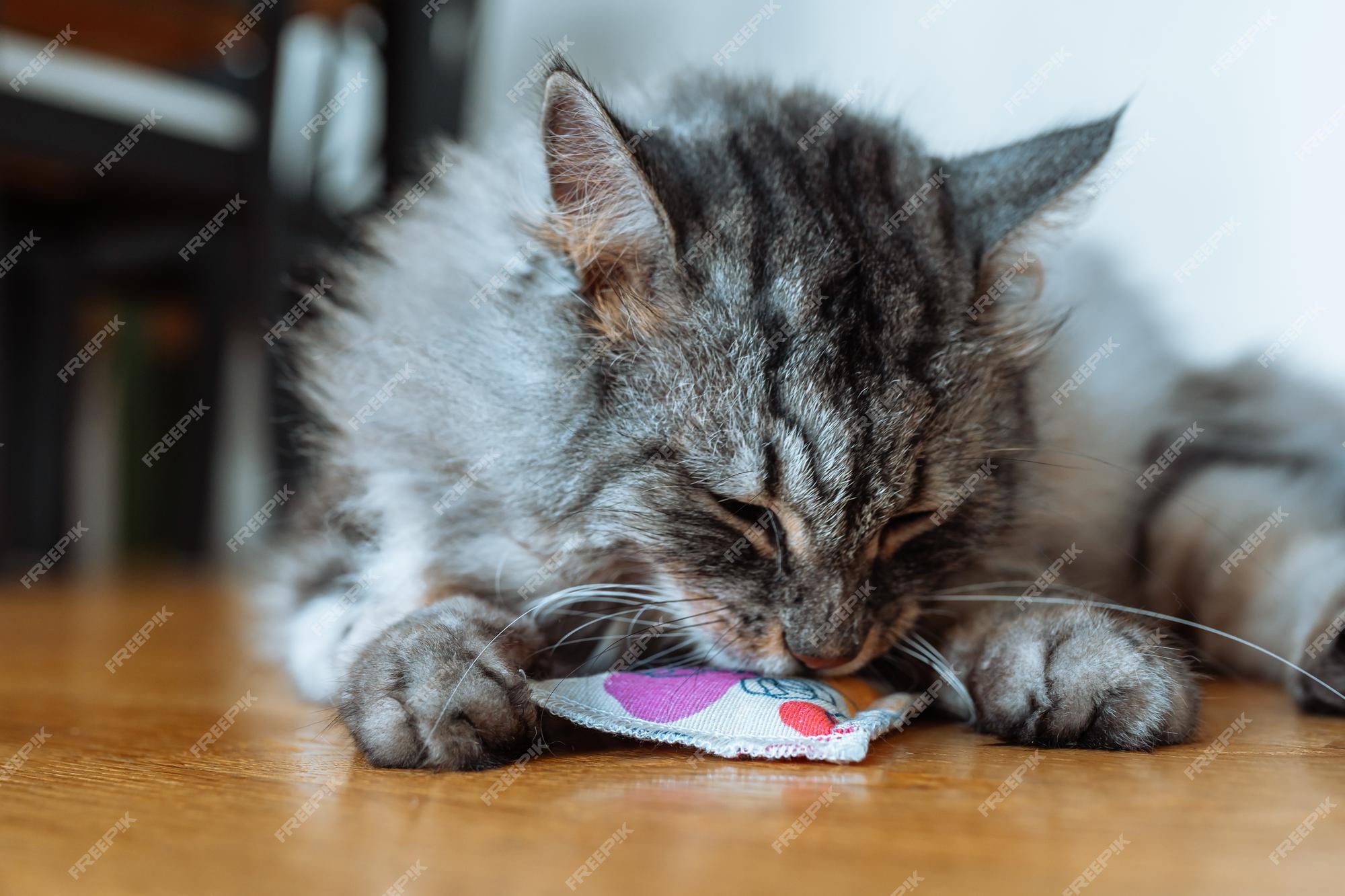 Le Chat Joue Avec Un Coussin Stimulant à La Valériane