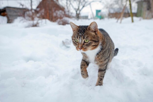 Un chat joue dans la neige