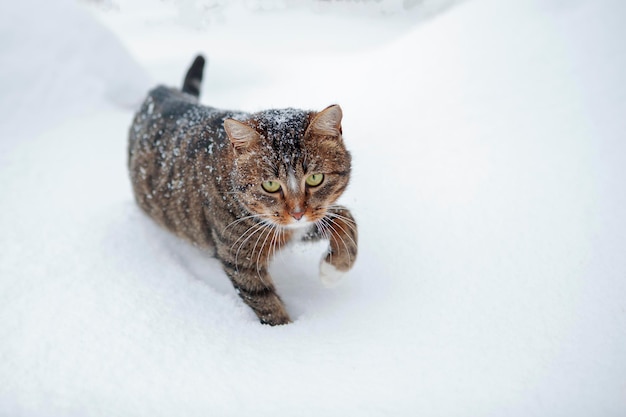 Un chat joue dans la neige