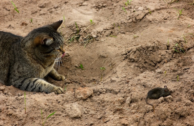 Photo un chat joue avec une souris attrapée