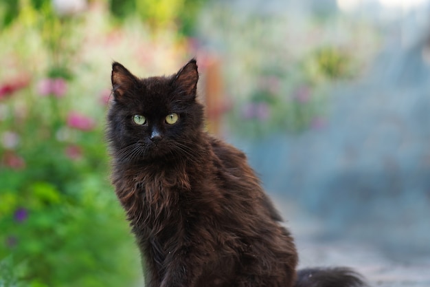 Chat joyeux dans le paysage d'été. Le chat se trouve dans des fleurs colorées