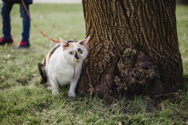 Un chat en laisse est attaché à un arbre.