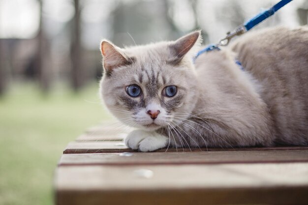 Un chat en laisse est attaché à un banc en bois