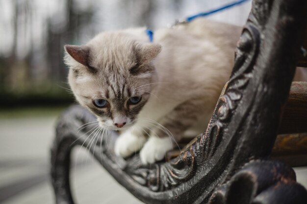 Un chat en laisse est attaché à un banc