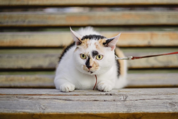 Un chat en laisse avec une laisse attachée