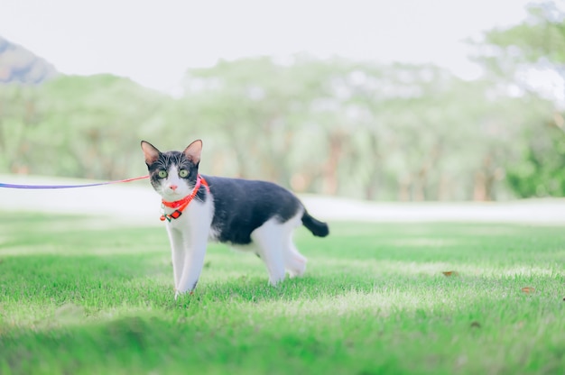 Un chat en laisse marchant dans un parc