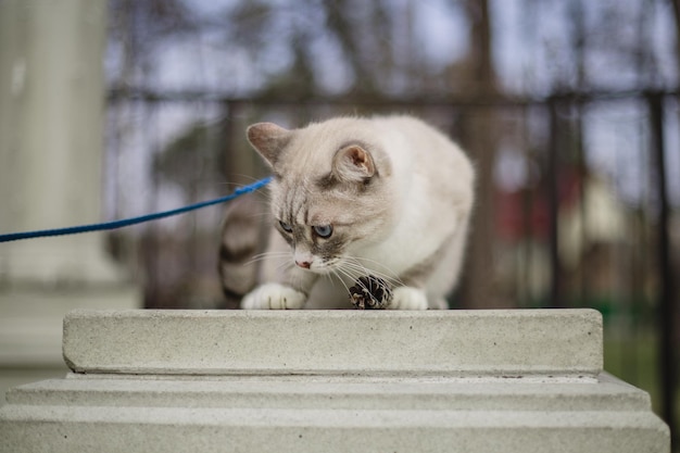 Un chat en laisse sur une marche