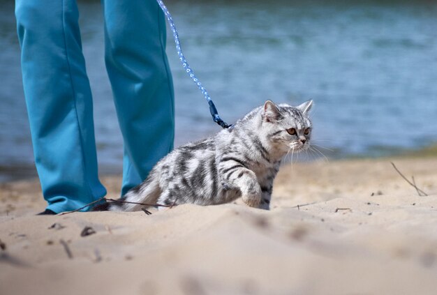 Chat en laisse.