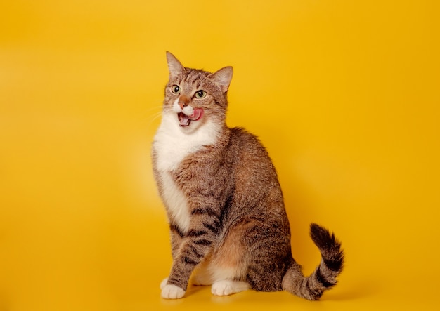 Chat lèche le nez sur fond jaune