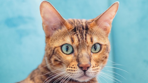 Chat léopard regardant la caméra au service de toilettage professionnel