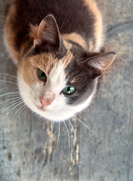 Le chat lève les yeux