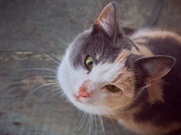 Le chat lève les yeux