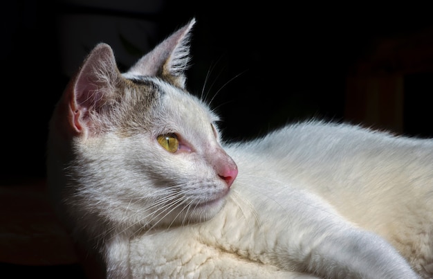 Un chat local mignon avec le nez rose sur le fond foncé