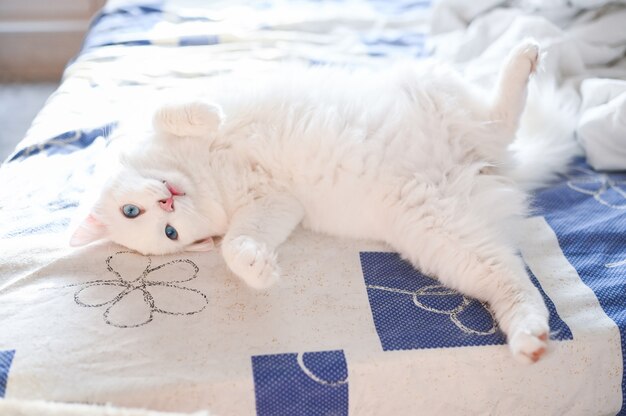 Chat ludique blanc moelleux allongé sur le lit