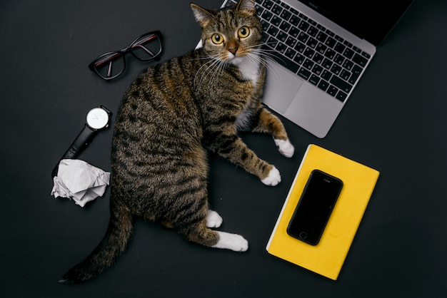 Chat ludique drôle allongé sur le bureau. Vue de dessus du bureau noir avec ordinateur portable, ordinateur portable, boules de papier froissées et fournitures.