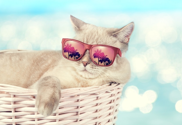Le chat à lunettes de soleil allongé dans un panier sur le fond de la mer