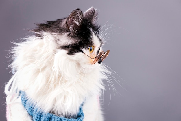 Chat à lunettes