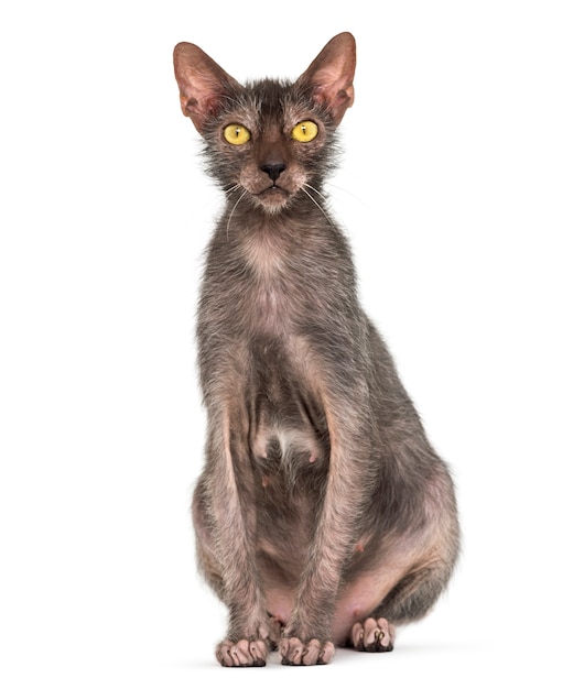 Chat Lykoi, également appelé chat loup-garou