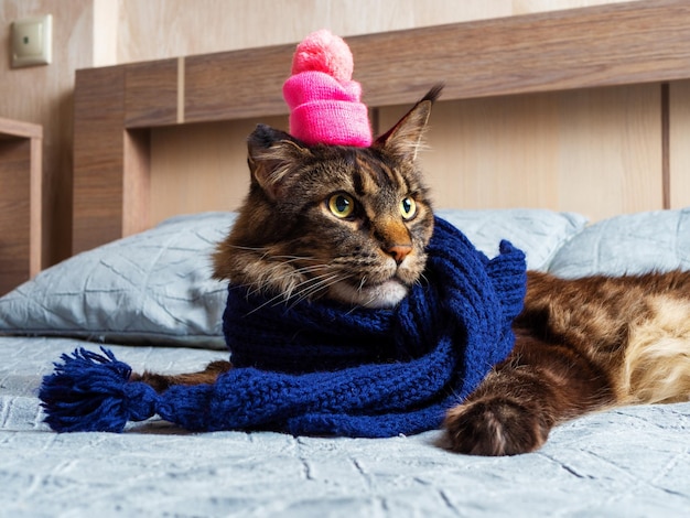 Un chat Maine Coon adulte avec un bonnet rose sur la tête et une écharpe bleue se trouve sur le lit