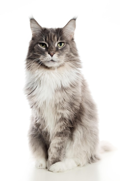 Photo un chat maine coon adulte sur un fond blanc