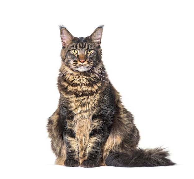 Chat maine coon assis regardant la caméra isolé sur blanc