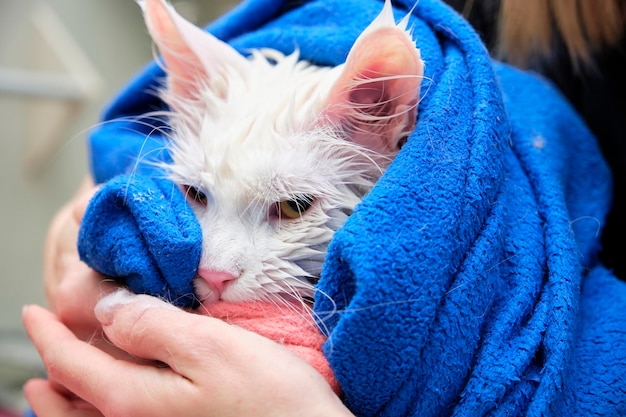 Un chat Maine Coon blanc a sorti la tête d'une serviette