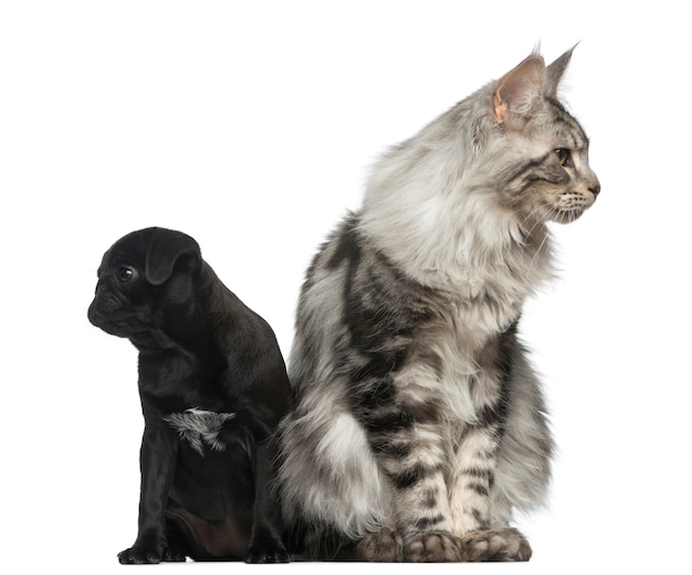 Chat Maine Coon et chiot Carlin