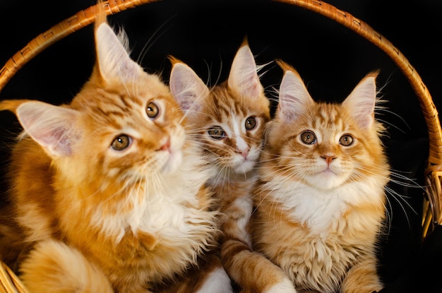 Chat Maine Coon de couleur rouge avec des cheveux rouges duveteux sur fond noir